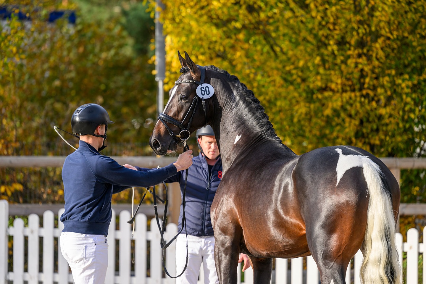 olaertsequestrian on Instagram