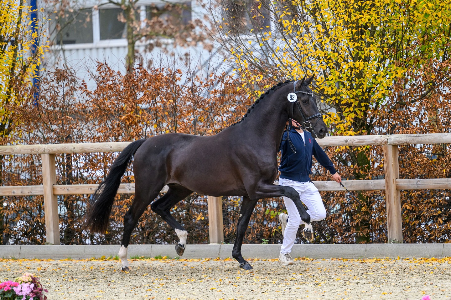 olaertsequestrian on Instagram