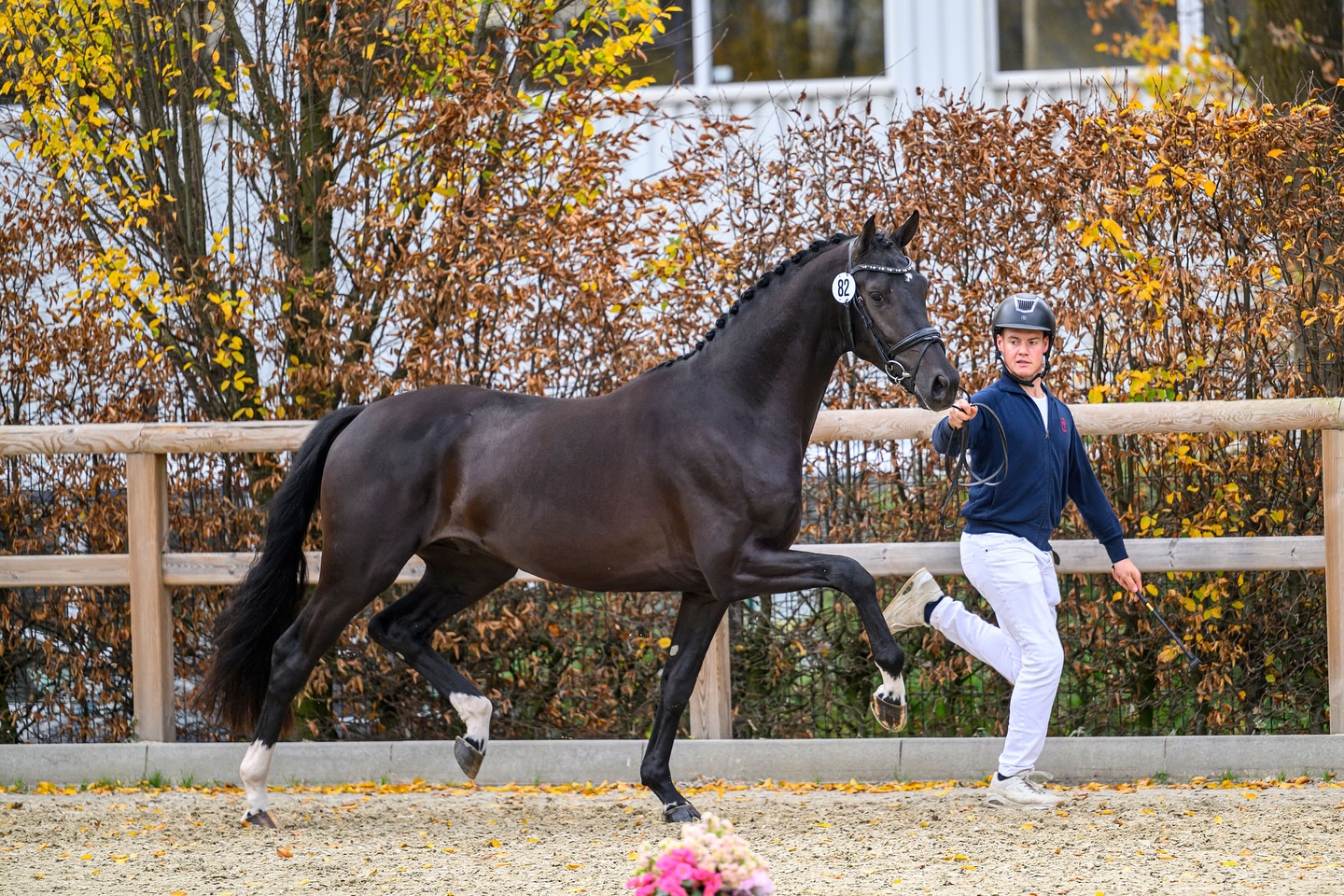 olaertsequestrian on Instagram