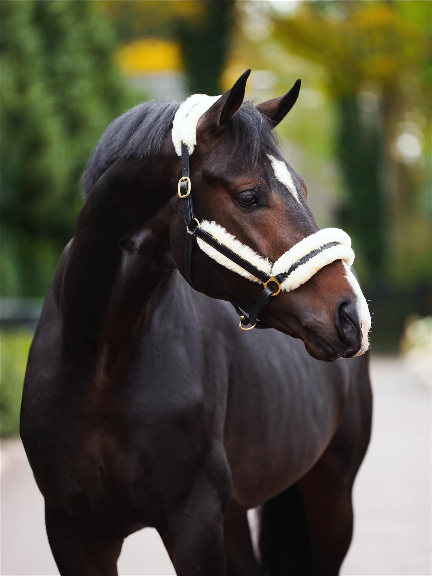 olaertsequestrian on Instagram